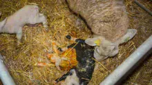Objectif : sélectionner des agneaux vigoureux à la naissance et plus autonomes.