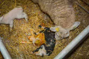 Objectif : sélectionner des agneaux vigoureux à la naissance et plus autonomes.