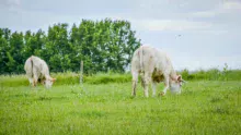 genisses-charolaises-herbe