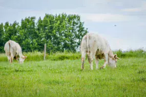 genisses-charolaises-herbe