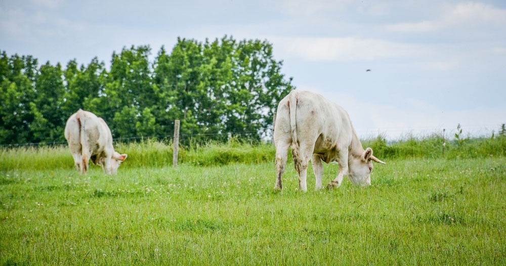 genisses-charolaises-herbe - Illustration Budget Pac : les éleveurs de bovins viande subissent un prélèvement de 185M€