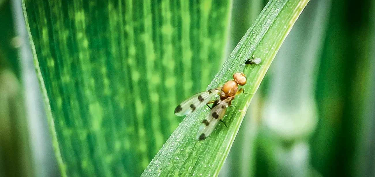 geomyze-mouche-mais - Illustration La mouche géomyze, nouveau risque sur maïs