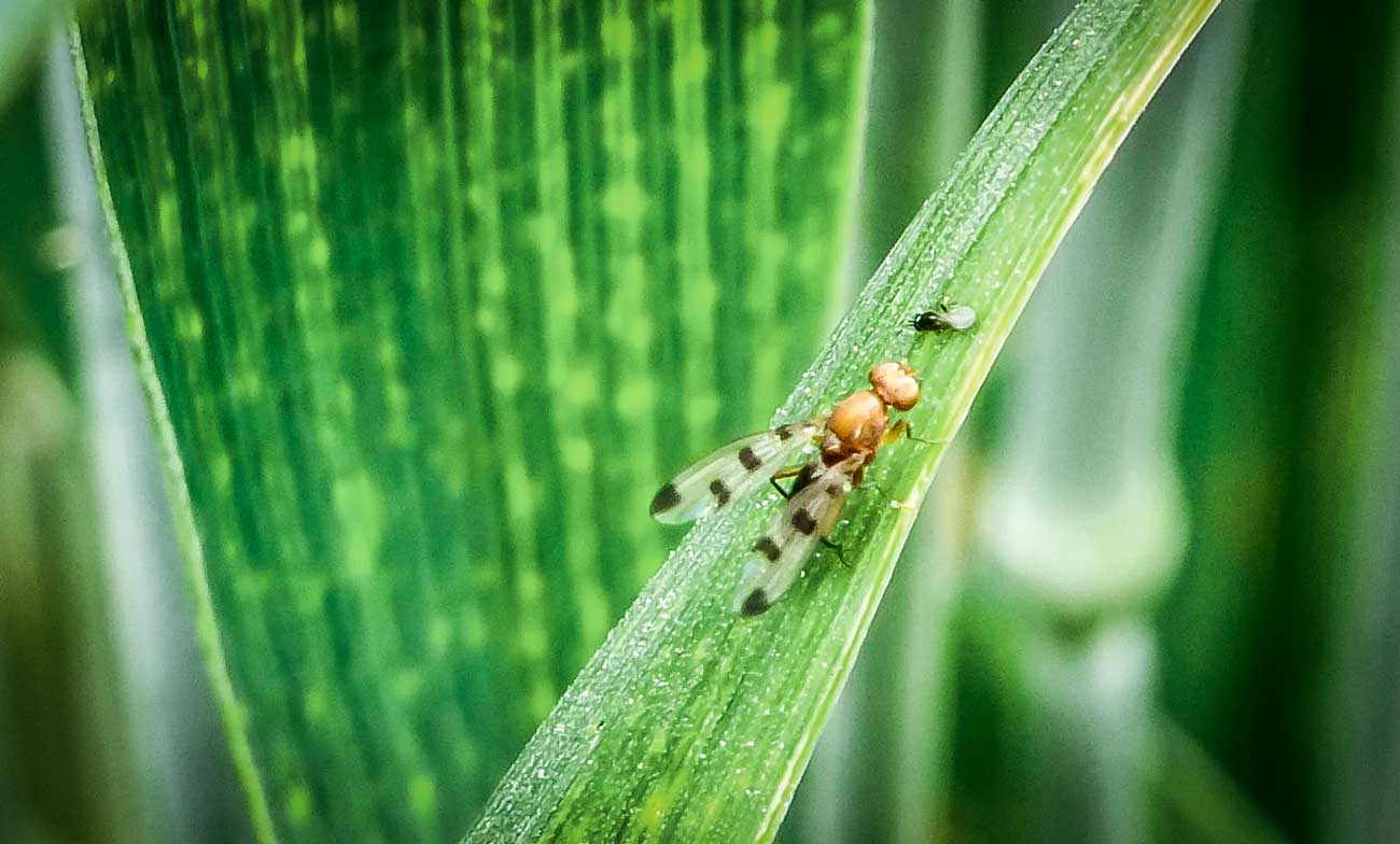 Photo of La mouche géomyze, nouveau risque sur maïs