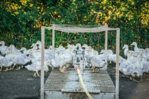 grippe-aviaire-canard