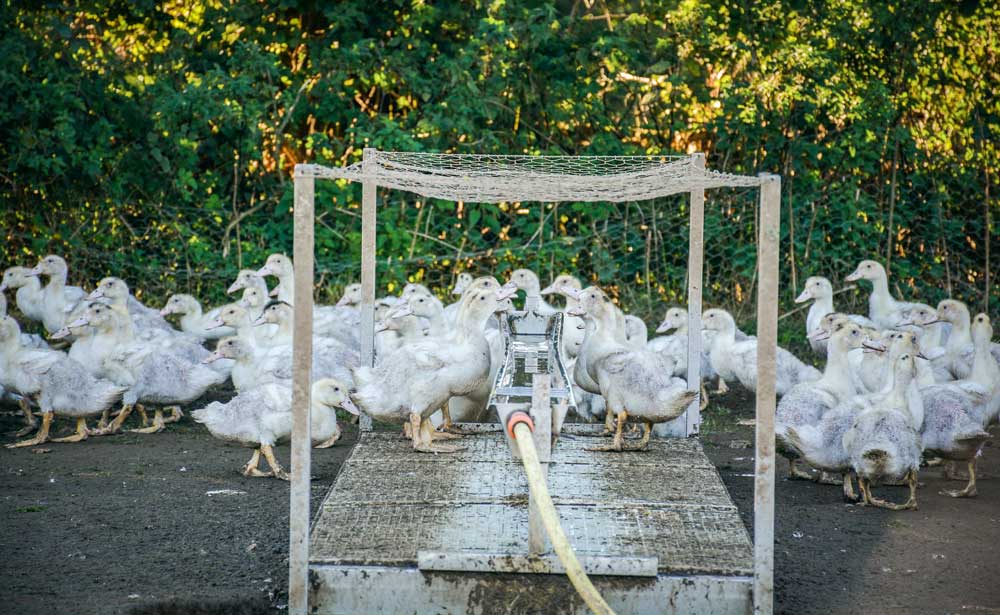 grippe-aviaire-canard - Illustration Grippe aviaire : renforcer les mesures de biosécurité