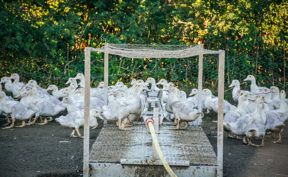 grippe-aviaire-canard - Illustration Grippe aviaire : Ceva travaille sur un vaccin pour les canards