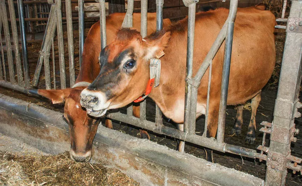 La compétition alimentaire entre hommes et animaux pour les céréales et la nécessité de réduire l'empreinte écologique de l'élevage laitier obligent à améliorer l'efficacité alimentaire. - Illustration Bientôt un index “efficacité alimentaire” pour les laitières ?