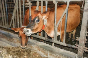 La compétition alimentaire entre hommes et animaux pour les céréales et la nécessité de réduire l'empreinte écologique de l'élevage laitier obligent à améliorer l'efficacité alimentaire.