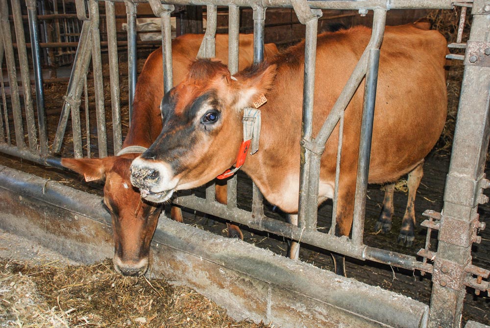 La compétition alimentaire entre hommes et animaux pour les céréales et la nécessité de réduire l'empreinte écologique de l'élevage laitier obligent à améliorer l'efficacité alimentaire.