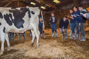 Le pointage s’est fait sur des vaches Prim’holstein d’exception, comme ici au Gaec Cabon. Pour les Normandes, les jeunes se sont exercés sur les animaux de René Roudaut, de Milizac.