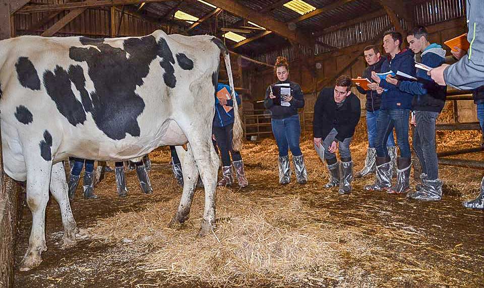 Le pointage s’est fait sur des vaches Prim’holstein d’exception, comme ici au Gaec Cabon. Pour les Normandes, les jeunes se sont exercés sur les animaux de René Roudaut, de Milizac. - Illustration Du sérieux dans le jugement des vaches