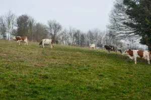 lait-herbe-paturage