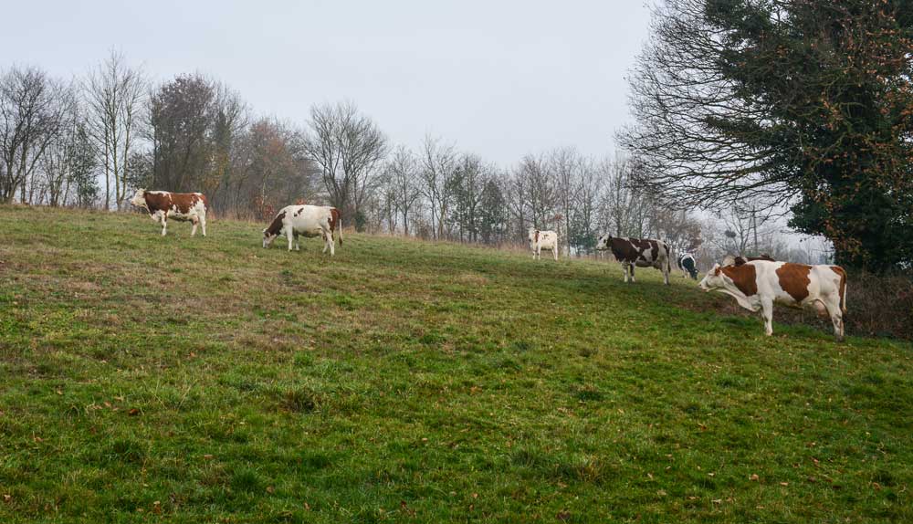 lait-herbe-paturage - Illustration Simplicité, autonomie et valeur ajoutée en élevage laitier