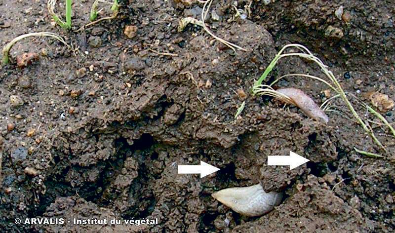 limaces-cereales - Illustration Céréales : surveiller les limaces dans vos parcelles