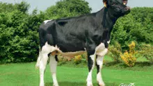 louxor-holstein-evolution-genetique