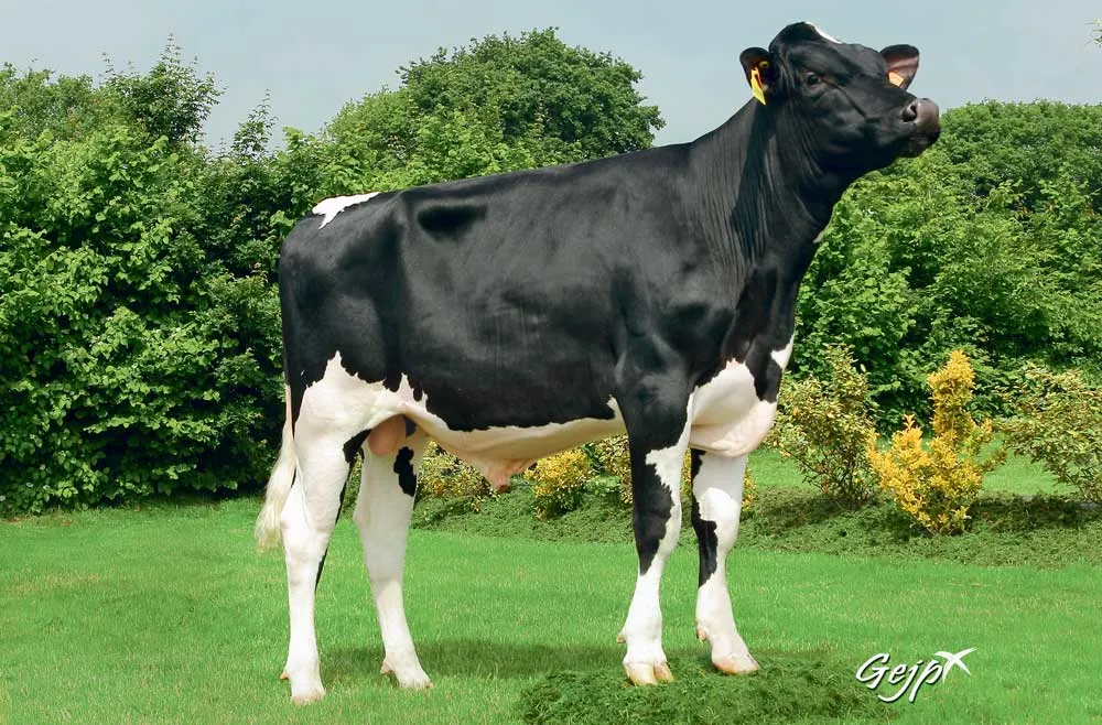 louxor-holstein-evolution-genetique - Illustration Sélection animale : une plainte pour concurrence déloyale en cours contre Evolution