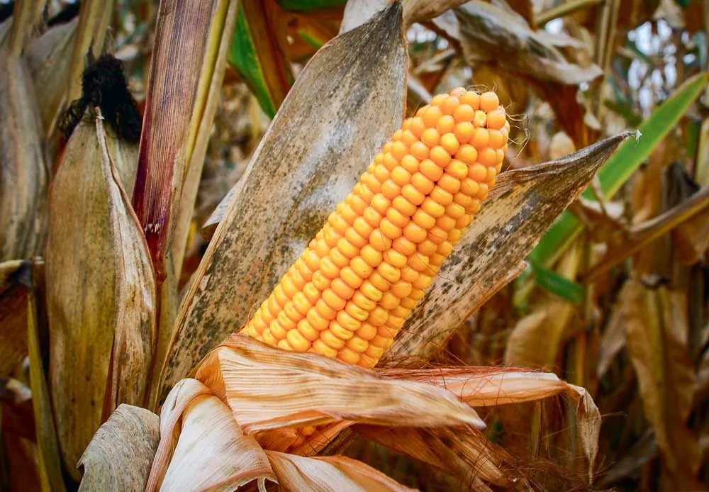 mais-grain-epi - Illustration La hausse de la production mondiale de grains suspendue au maïs américain