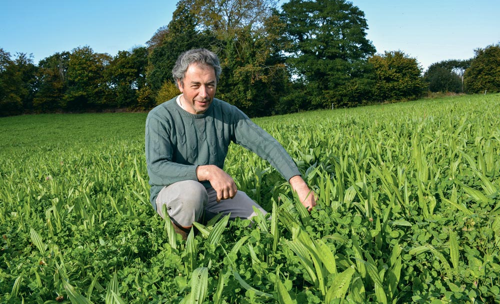 Pascal Salaün producteur de lait bio à Ploubezre (22) au milieu d’une parcelle ou la chicorée et le plantain se sont bien développés résistant à l’été sec. - Illustration Un coût alimentaire moyen de 40 €/1000 litres