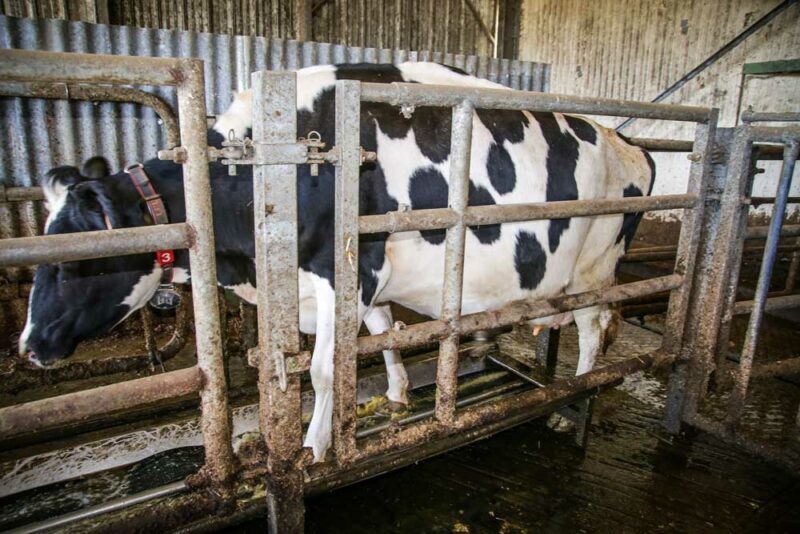 Une cellule détecte le passage de chaque vache et déclenche les jets