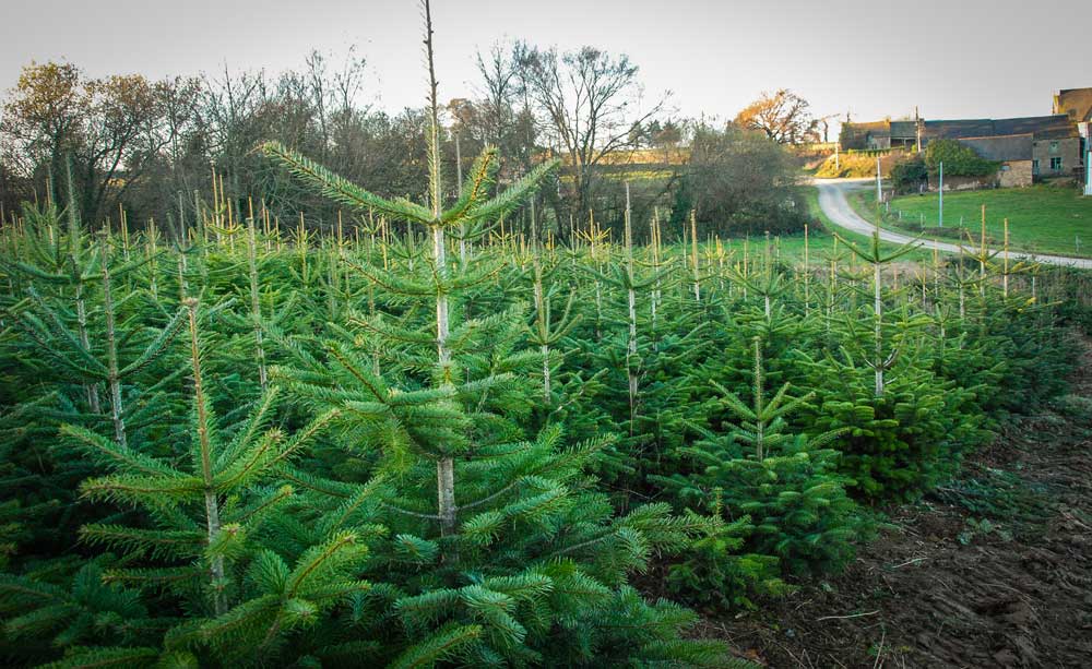 pepinieres-sapin - Illustration La vraie vie de votre sapin de Noël