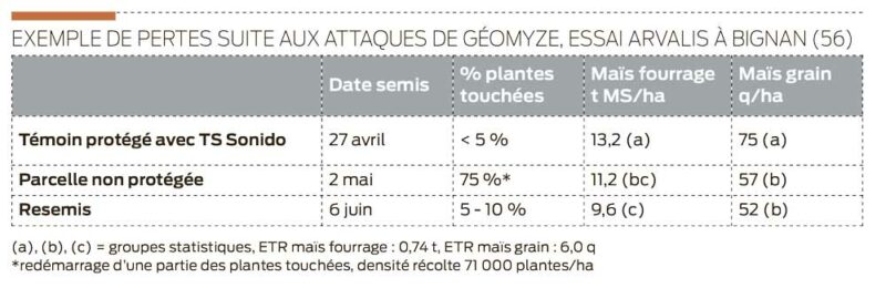 pertes-attaques-geomyze-mais