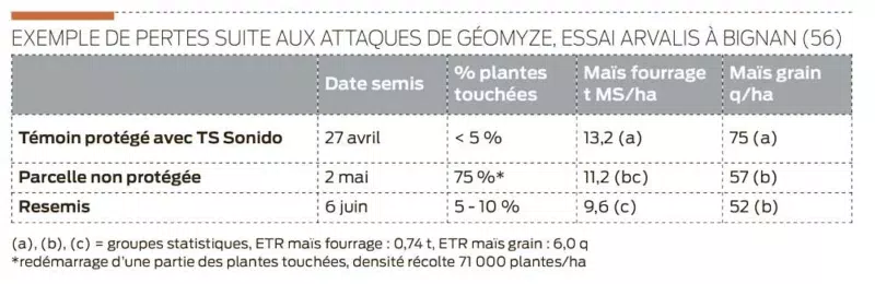 pertes-attaques-geomyze-mais