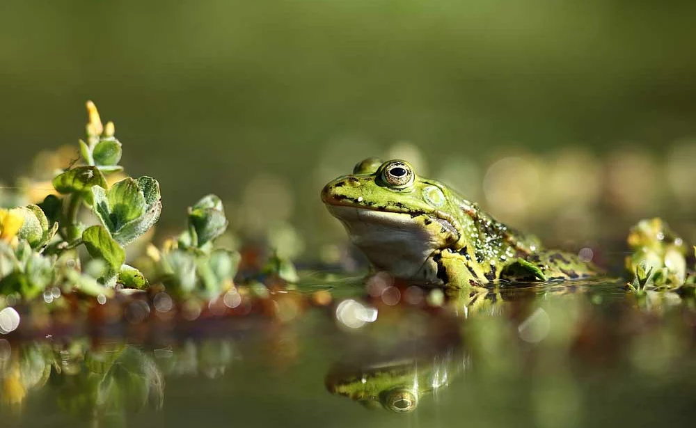 photo-nature-mickael-liechty-grenouille - Illustration Chasseur d’images dans les Monts d’Arrée