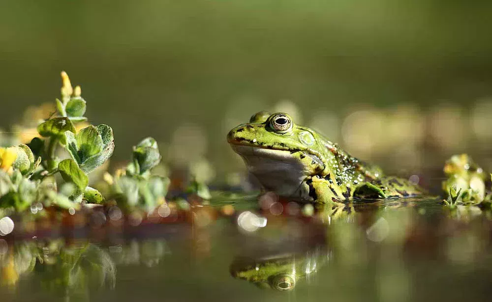 photo-nature-mickael-liechty-grenouille - Illustration Chasseur d’images dans les Monts d’Arrée