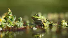 photo-nature-mickael-liechty-grenouille