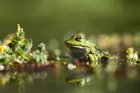 photo-nature-mickael-liechty-grenouille