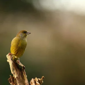 photo-nature-mickael-liechty-oiseau