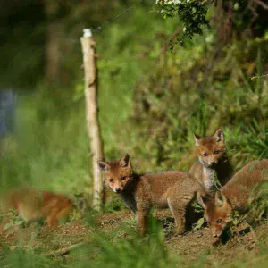 photo-nature-mickael-liechty-renard