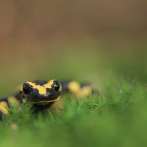 photo-nature-mickael-liechty-salamandre