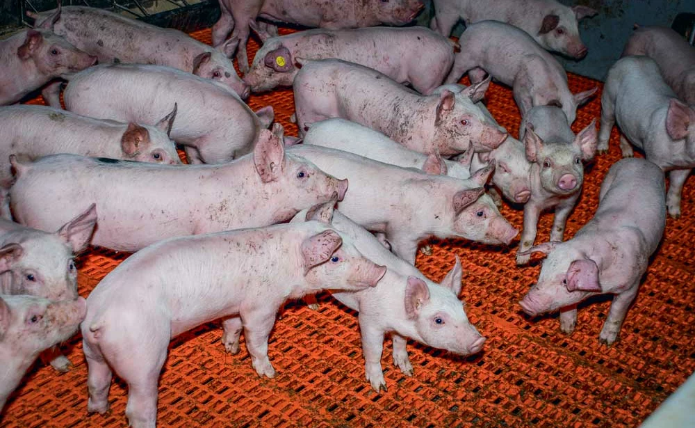 porcelets - Illustration De l’alimentation des porcs à l’agronomie