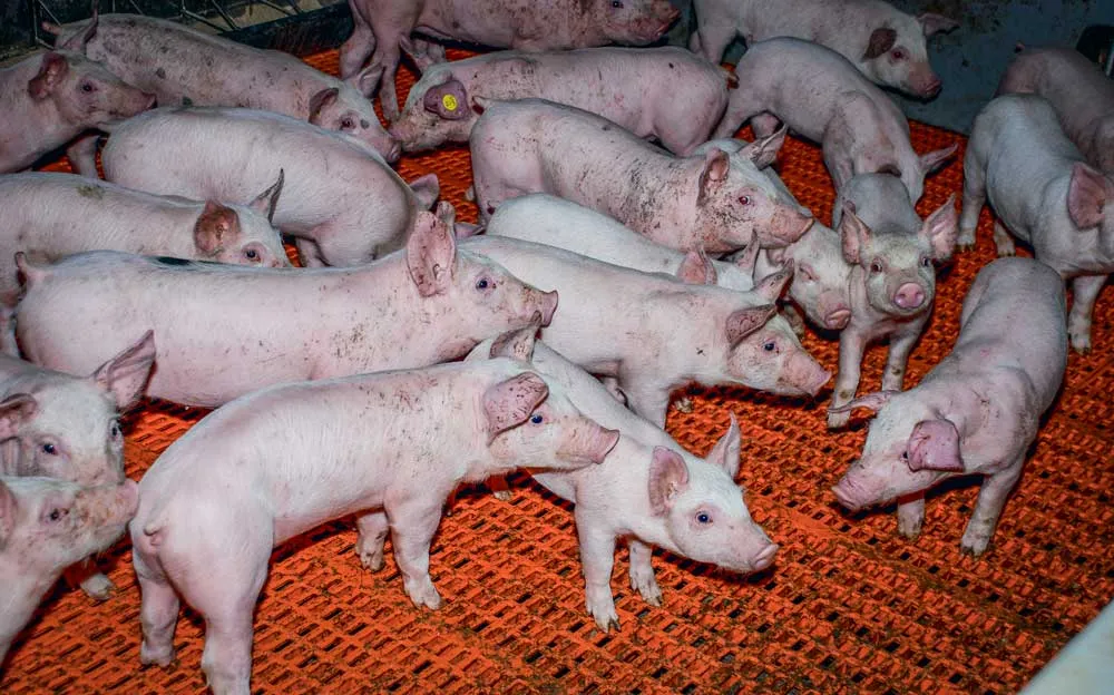 porcelets - Illustration De l’alimentation des porcs à l’agronomie