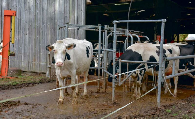 Une porte de tri trois voies permet l’accès aux paddocks jour ou nuit ou bloque l’animal dans la stabulation.