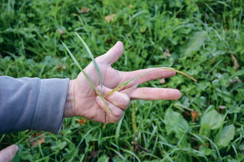 Yves Simon essaye de toujours déclencher le pâturage au même stade de pousse de l’herbe, ça peut se juger visuellement autour de 3 feuilles développées.