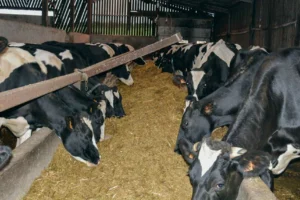 La ration complète est distribuée dans une auge double entrée pour les vaches en début de lactation.