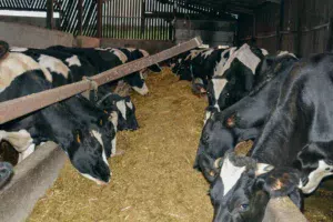 La ration complète est distribuée dans une auge double entrée pour les vaches en début de lactation.