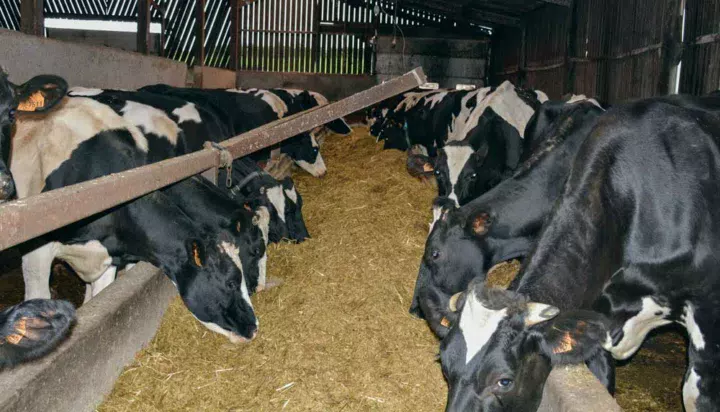 La ration complète est distribuée dans une auge double entrée pour les vaches en début de lactation.