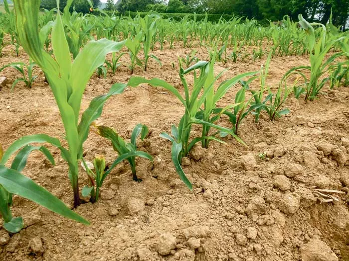 Dans certaines parcelles touchées, on a observé des redémarrages de plantes. Ces plantes ont produit du grain, mais pas suffisamment pour compenser les pertes de rendement.