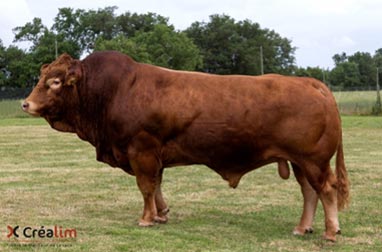 taureau-viande-limousine-genetique - Illustration Nouveaux taureaux d’insémination en Limousine