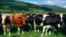 td_irlande-lait