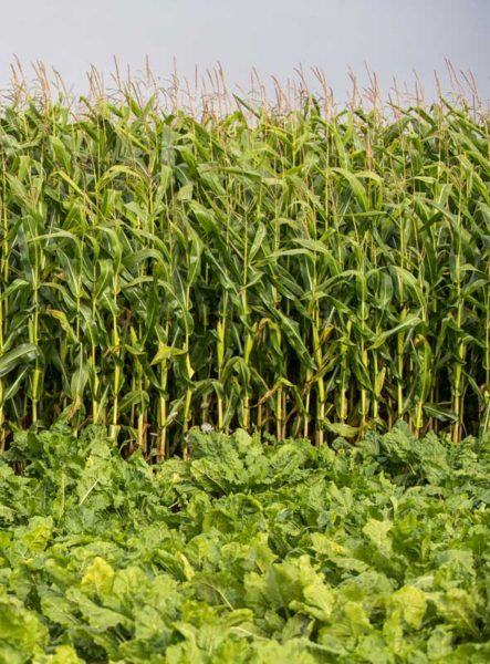 Par soucis de gain de temps à la récolte, beaucoup d’agriculteurs implantent leur betterave en milieu de parcelle. Ici, entourée de maïs par exemple. 