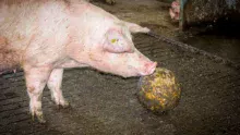En porc, la réglementation européenne sur le bien-être impose à la conduite en groupe des truies gestantes ou la présence d’objets manipulables, « des jouets » pour que les animaux puissent exprimer leur comportement naturel.