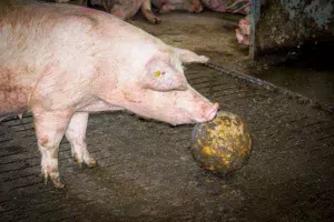 En porc, la réglementation européenne sur le bien-être impose à la conduite en groupe des truies gestantes ou la présence d’objets manipulables, « des jouets » pour que les animaux puissent exprimer leur comportement naturel.