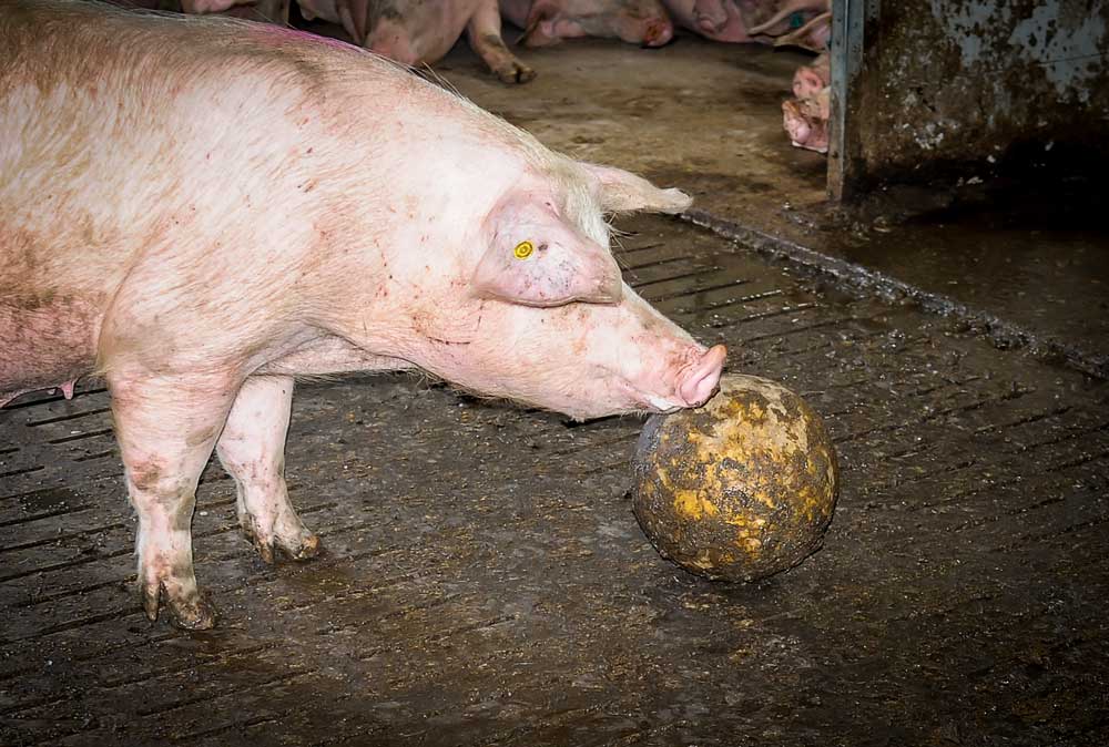 En porc, la réglementation européenne sur le bien-être impose à la conduite en groupe des truies gestantes ou la présence d’objets manipulables, « des jouets » pour que les animaux puissent exprimer leur comportement naturel.