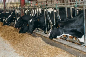 La baisse du niveau de production ou des taux peut être le signe d’une plus faible ingestion des vaches.