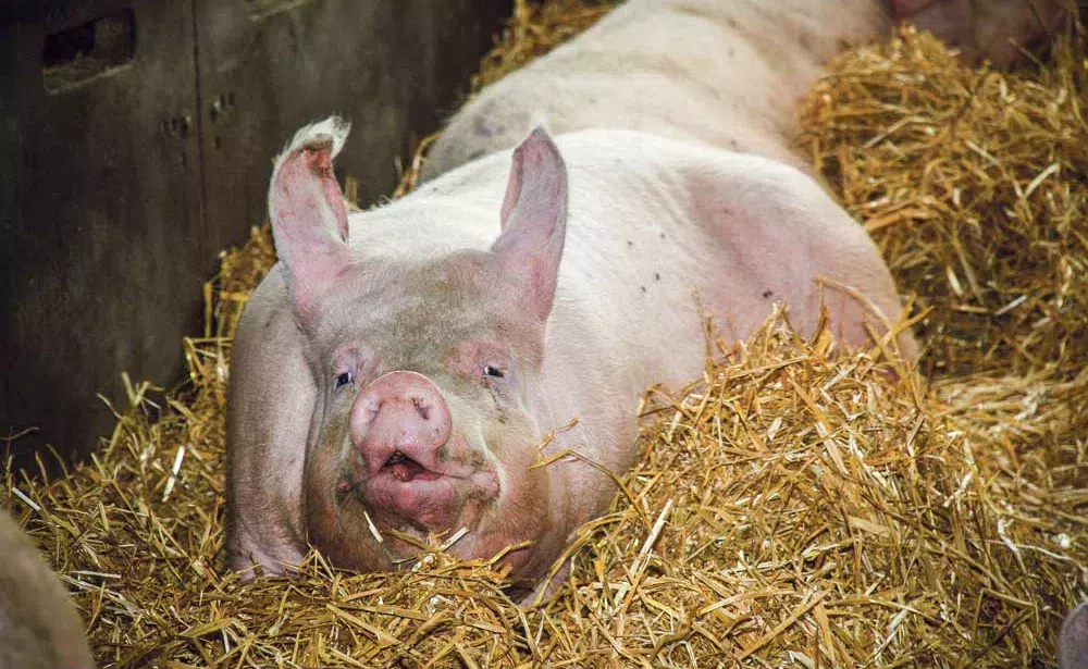 truie-paille-bien-etre - Illustration Le Centre national de référence sur le bien-être animal sera piloté par l’Inra