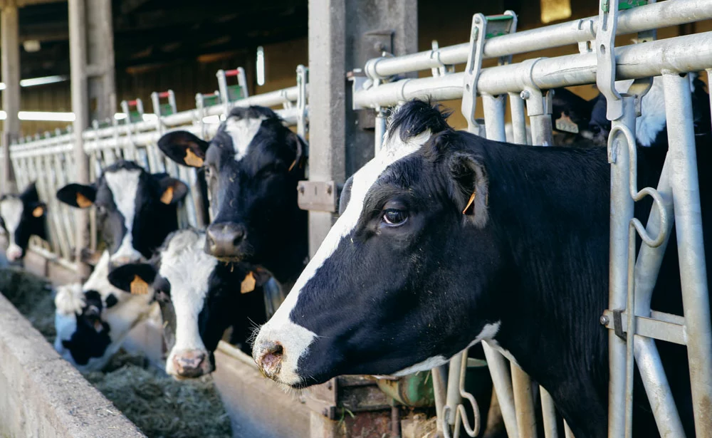 vache-primholstein-lait - Illustration Réaménager la dette de l’exploitation laitière
